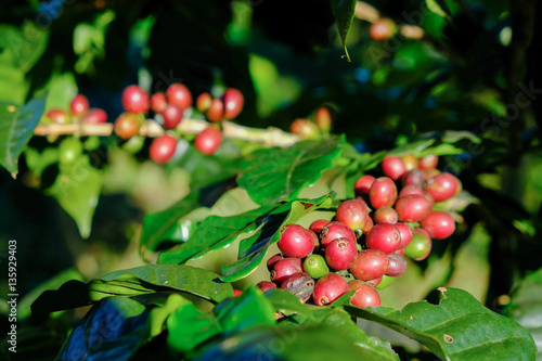 Coffee beans on the branch. Arabica Coffee.
