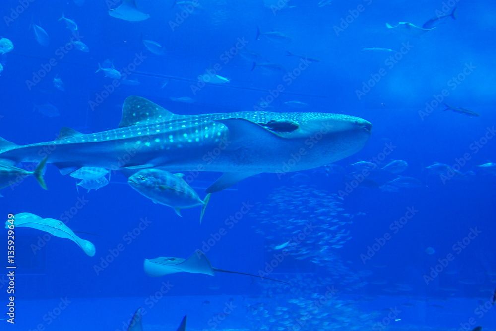 Naklejka premium ジンベイザメ 沖縄 水族館 サメ 魚 日本
