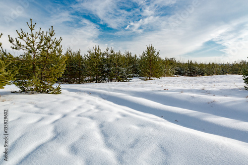 Fototapeta Naklejka Na Ścianę i Meble -  winter day in forest