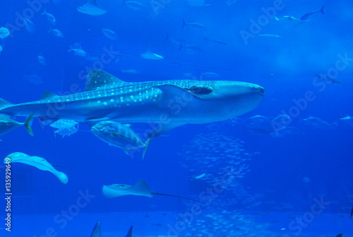 ジンベイザメ　沖縄　水族館　サメ　魚　日本 © 俊徳 葛間