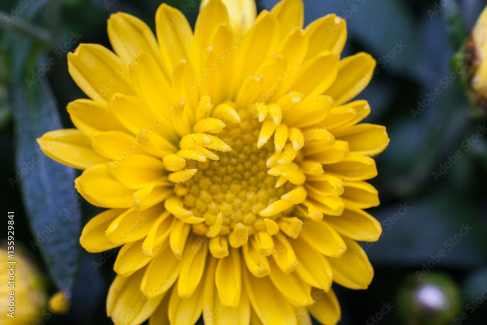 Yellow flower lawn daisy dandelion or better known as Bellis Perenni Yellow flower lawn daisy dandelion or better known as Bellis Perenni