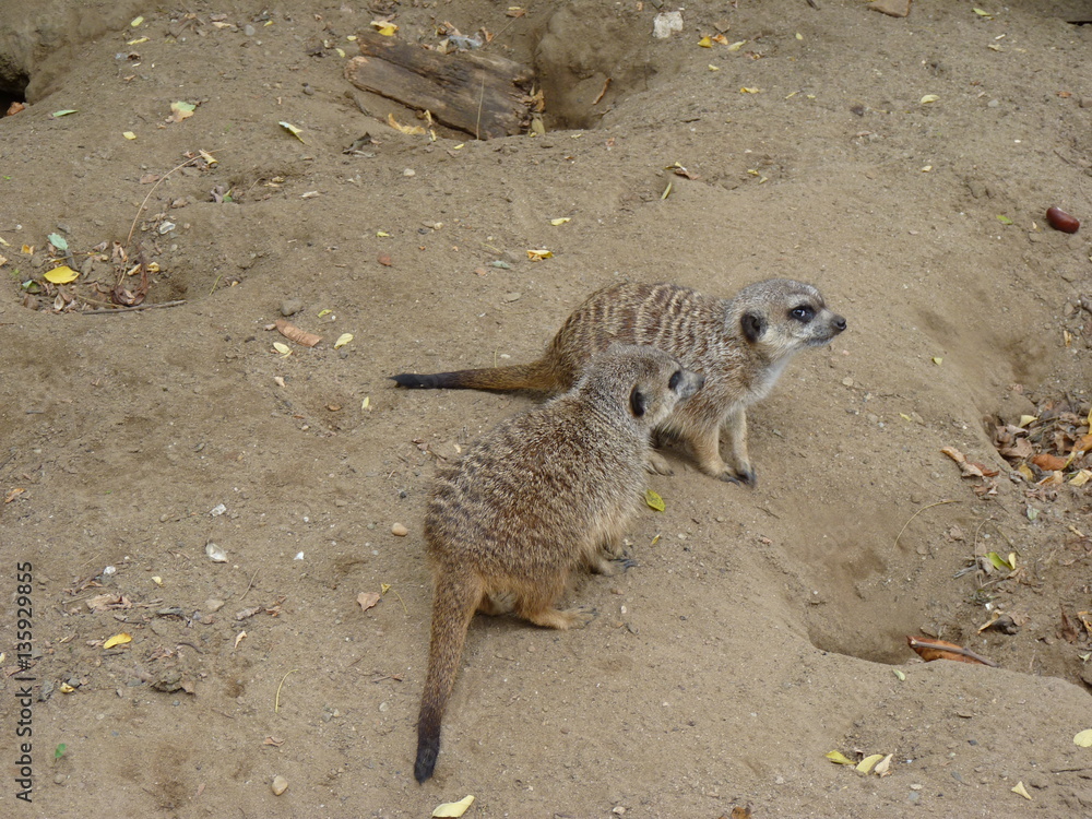Obraz premium Meerkat or Suricate (Suricata Suricatta)