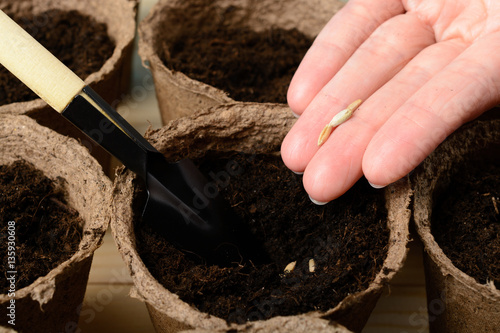 Female hands planting seeds in a peat pot photo