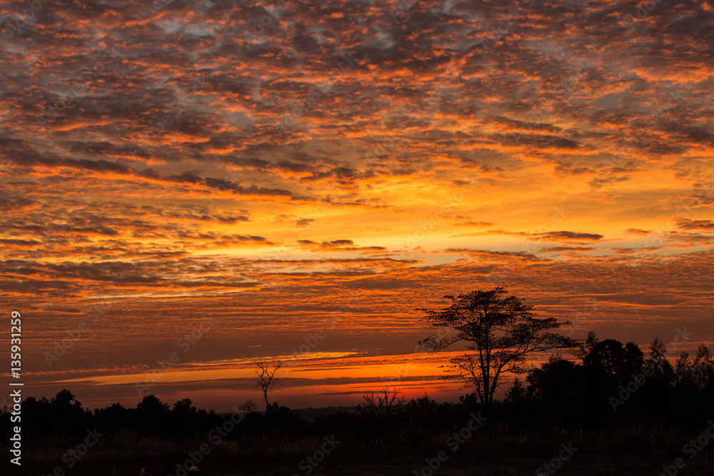 Silhouette of tree on the beautiful orange sky in the morning. Silhouette of tree on the beautiful orange sky in the morning.