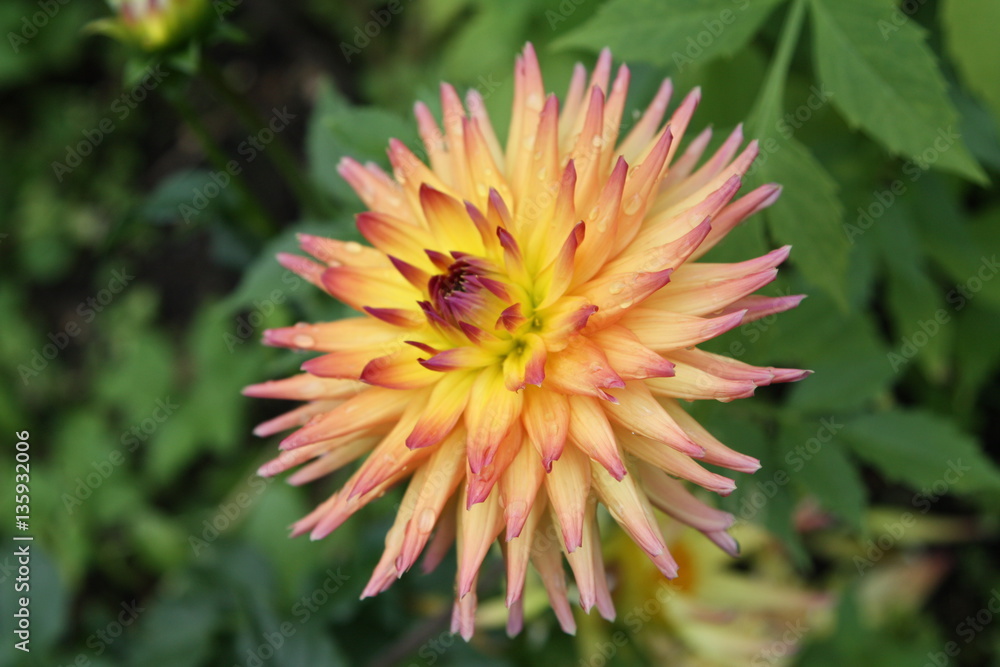 dahlia dahlia