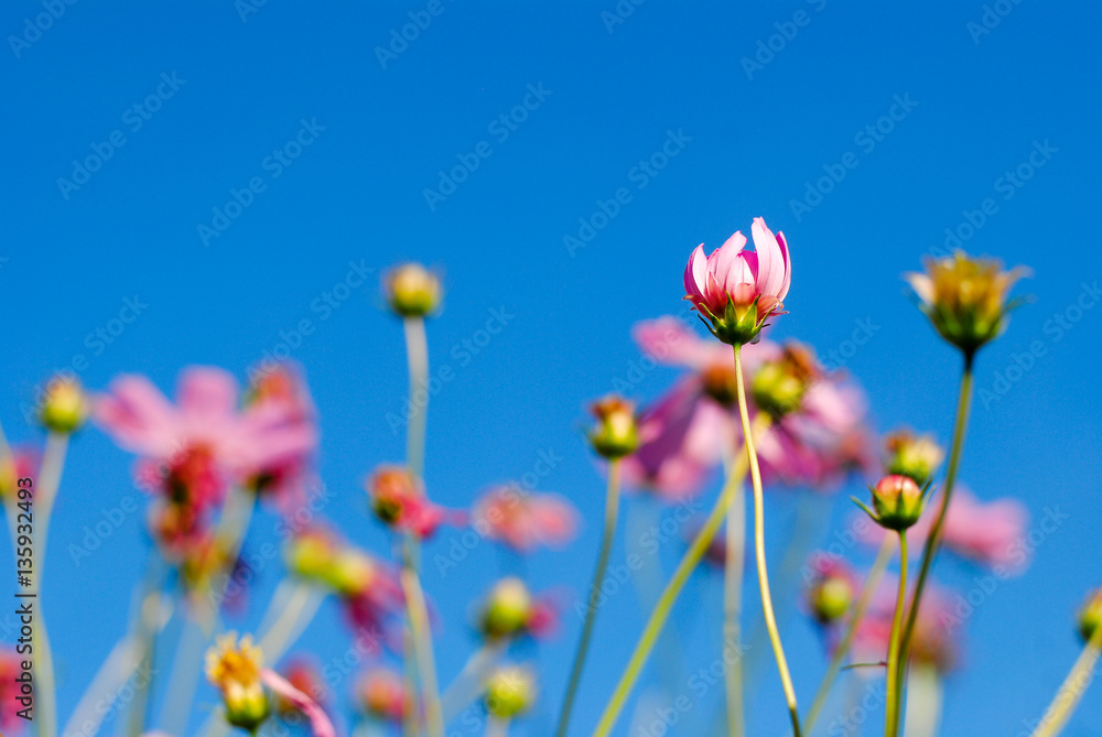 Cosmos flowers in a meadow.
Cosmos flowers in a meadow.
