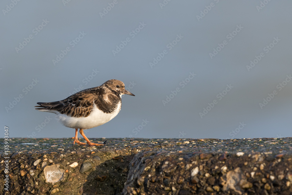 Ruddy Turnstone