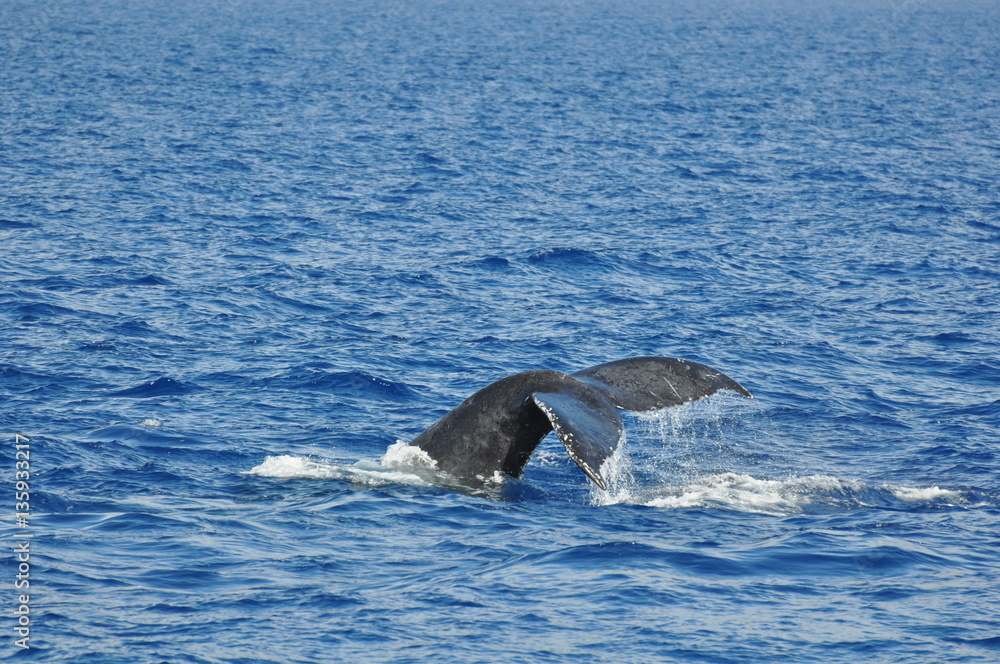 Obraz premium whalewatching hawaii