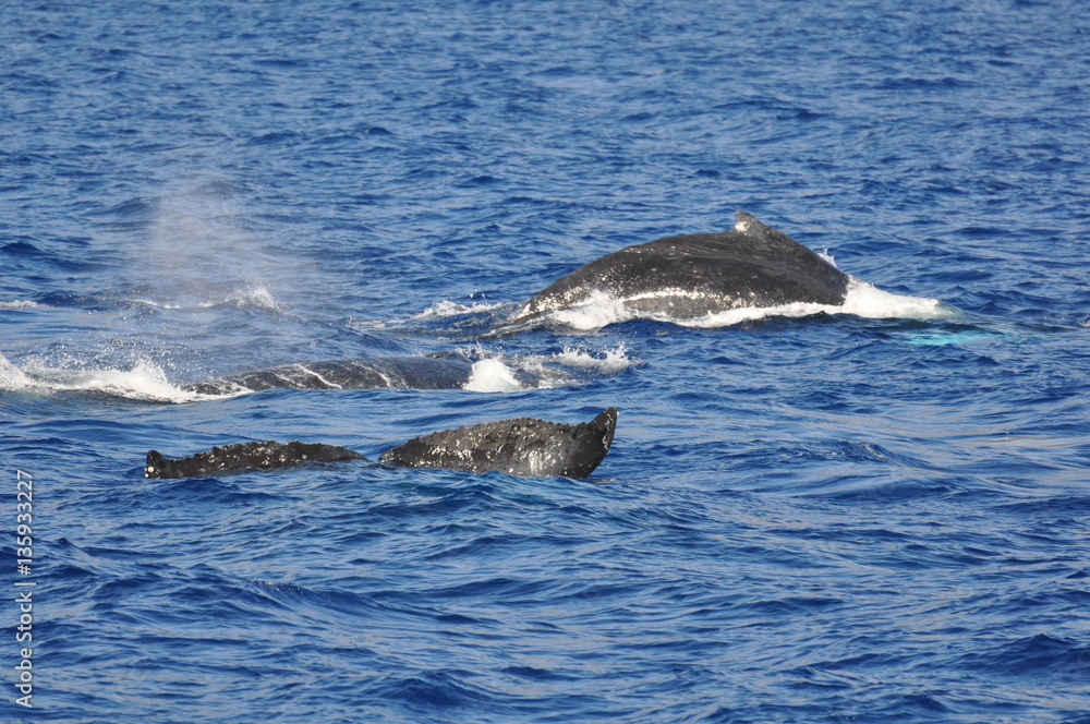 whalewatching hawaii whalewatching hawaii
