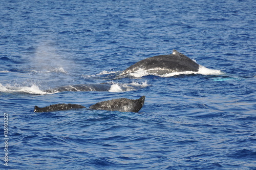 whalewatching hawaii © Manuel