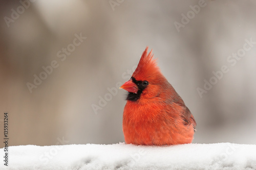Male Cardinal (Cardinalis cardinalis) in the snow. photo