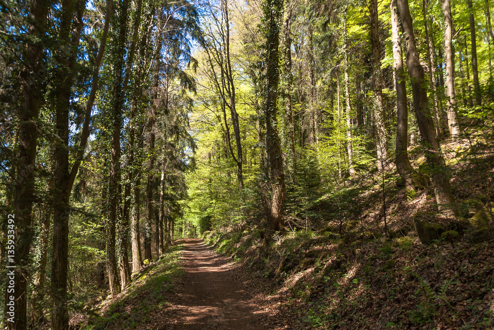 Wanderweg mit frühlingsgrünen Bäumen Licht und Schattenspiel Wanderweg mit frühlingsgrünen Bäumen Licht und Schattenspiel