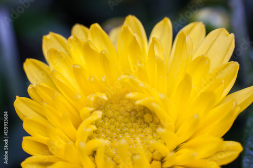 Yellow flower lawn daisy dandelion or better known as Bellis Perenni