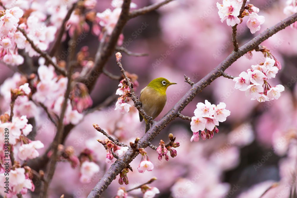 The Japanese White eye.The background is winter cherry blossoms. Located in Shinjuku, Tokyo Prefecture Japan. The Japanese White eye.The background is winter cherry blossoms. Located in Shinjuku, Tokyo Prefecture Japan.