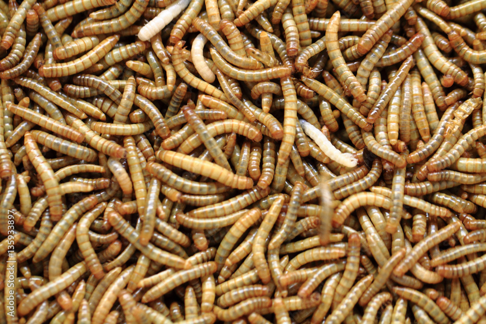 fresh mealworms food for animals