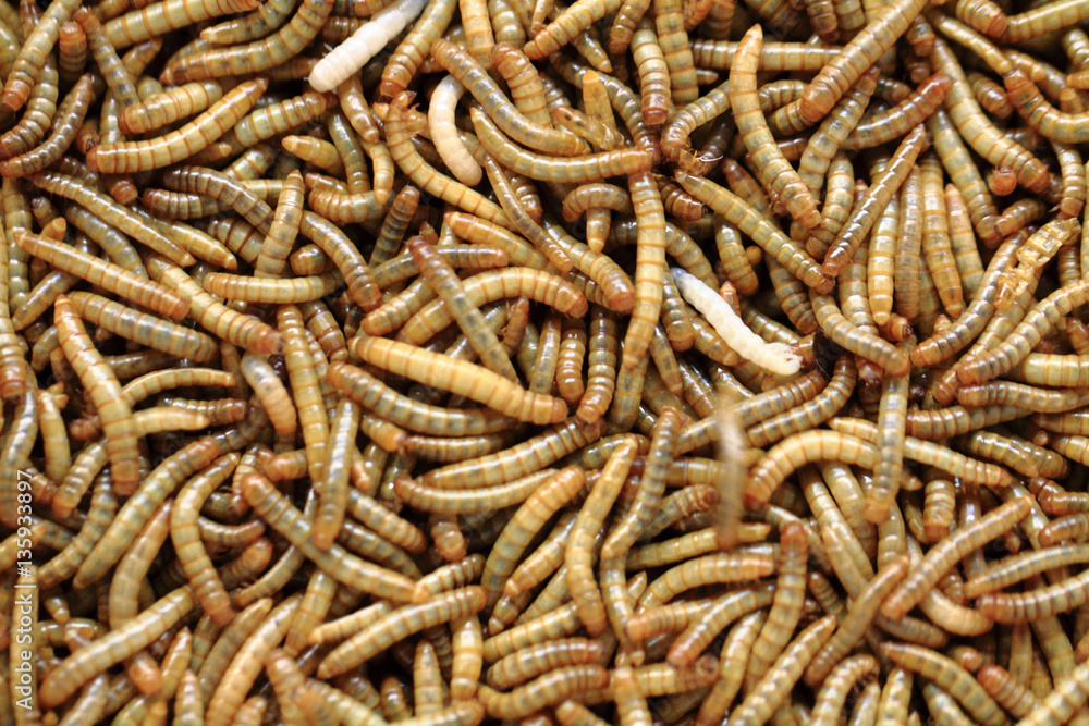 fresh mealworms food for animals fresh mealworms food for animals