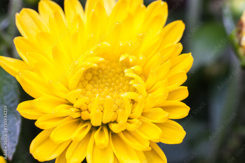 Yellow flower lawn daisy dandelion or better known as Bellis Perenni Yellow flower lawn daisy dandelion or better known as Bellis Perenni