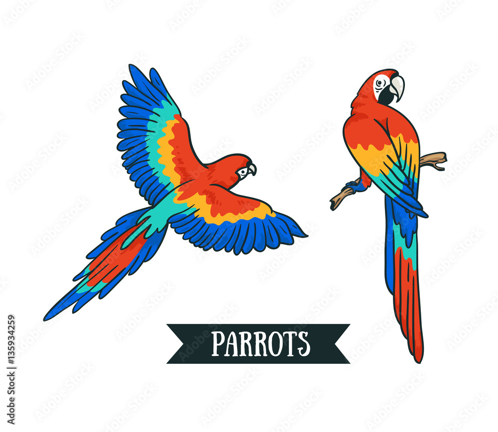 Fototapeta premium Ara parrot. Isolated vector tropical design element. Tropical birds on the white background.