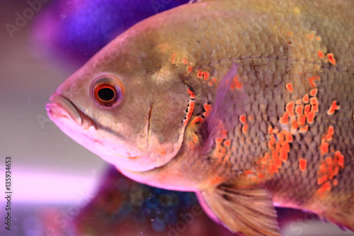 detail of oscar fish
