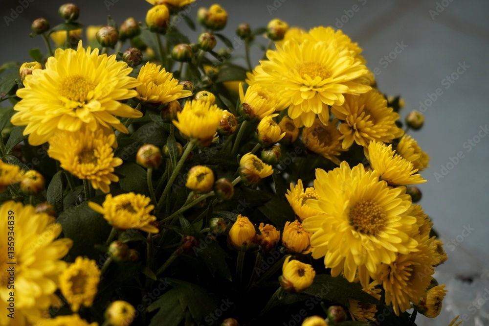 Yellow flower lawn daisy dandelion or better known as Bellis Perenni Yellow flower lawn daisy dandelion or better known as Bellis Perenni