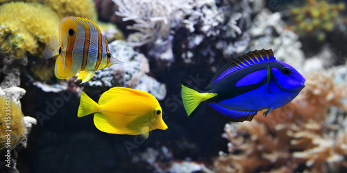 Sea fish, Blue tang (Paracanthurus hepatus), Copperband Butterflyfish (Chelmon rostratus) and Yellow tang (Zebrasoma flavescens).