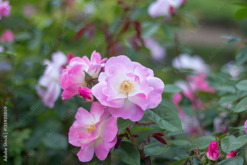 lush fresh roses on branches in a park lush fresh roses on branches in a park