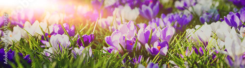 Frühlingserwachen - lila blühende Krokusse in der Morgensonne, Banner