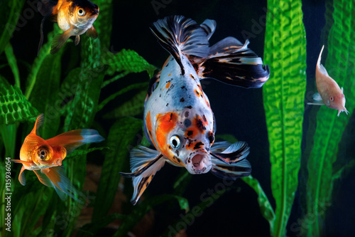 Goldfish  aquarium  a group of fish on the background of aquatic plants