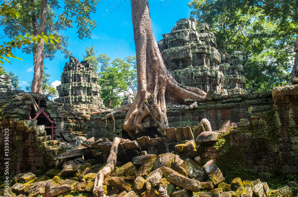 The ancient ruins and tree roots,of a historic Khmer temple in the temple complex of Angkor Wat in Cambodia. Travel Cambodia