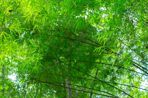 Blurred image of bamboo forest