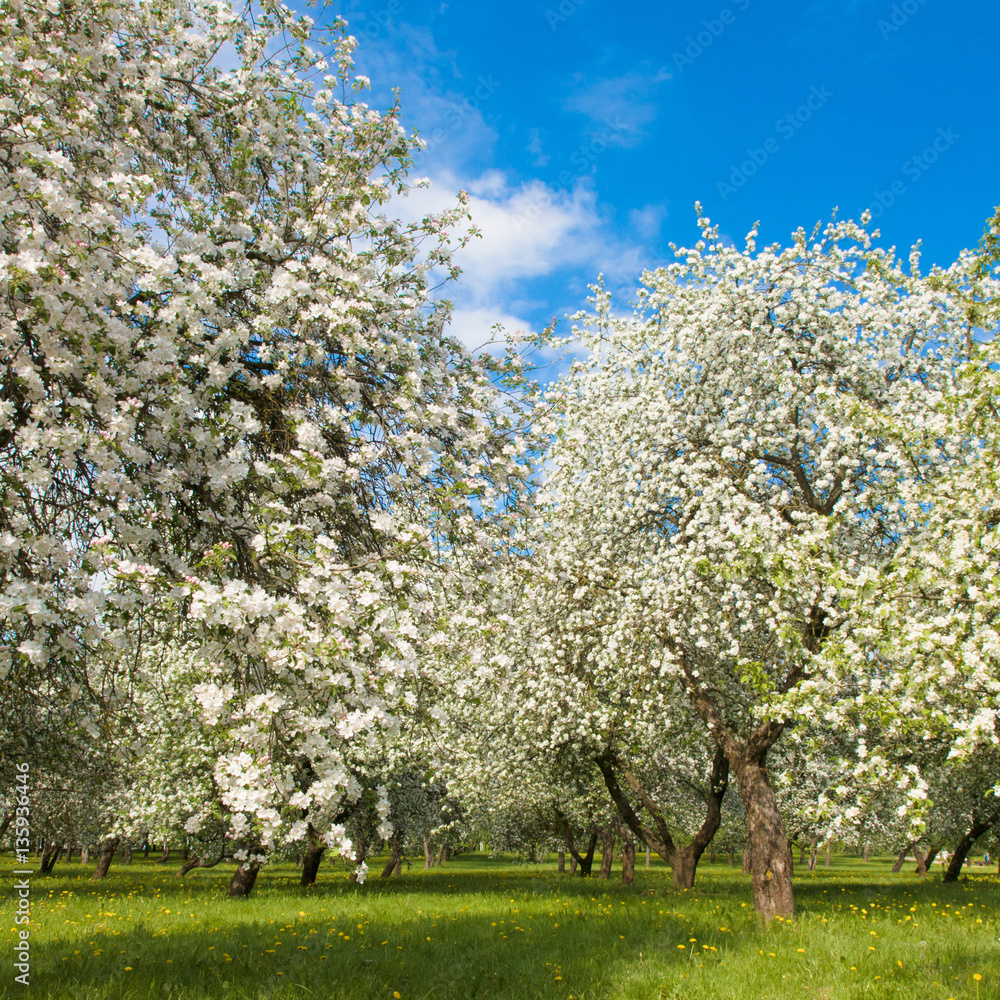 Blossoming Apple garden in Springtime Blossoming Apple garden in Springtime
