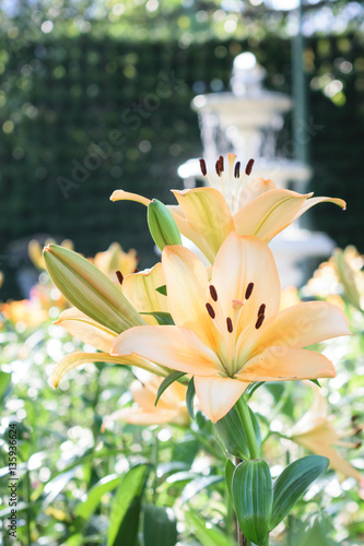 Yellow lily flowers with foggy and the fountain in the garden of