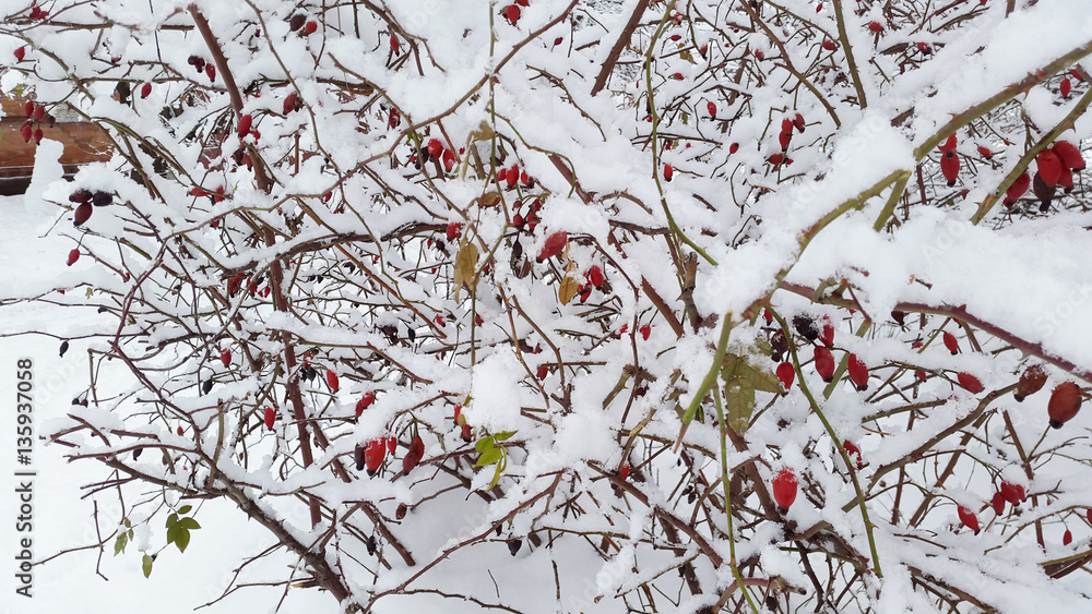 red berries and white snow in winter time
