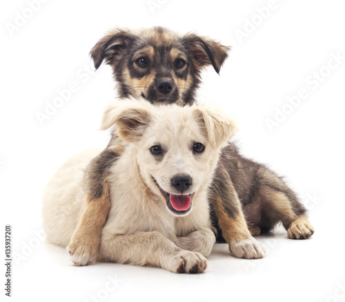 Vászonkép Two puppies.