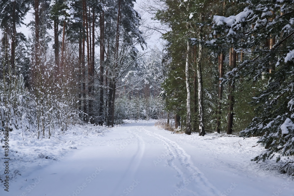 Leśna droga zimą.