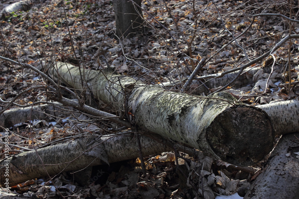 Obraz premium Forstwirtschaft