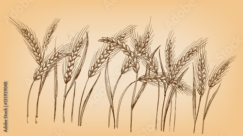 Ears of wheat in graphic style