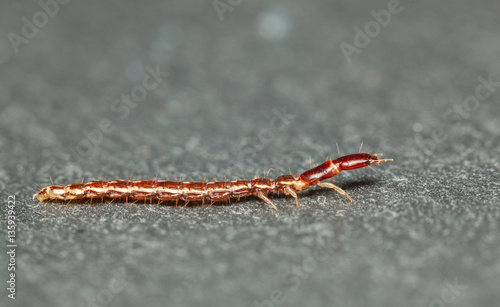 Crawling rove beetle photo