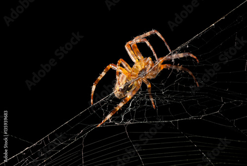Spider crawling in web