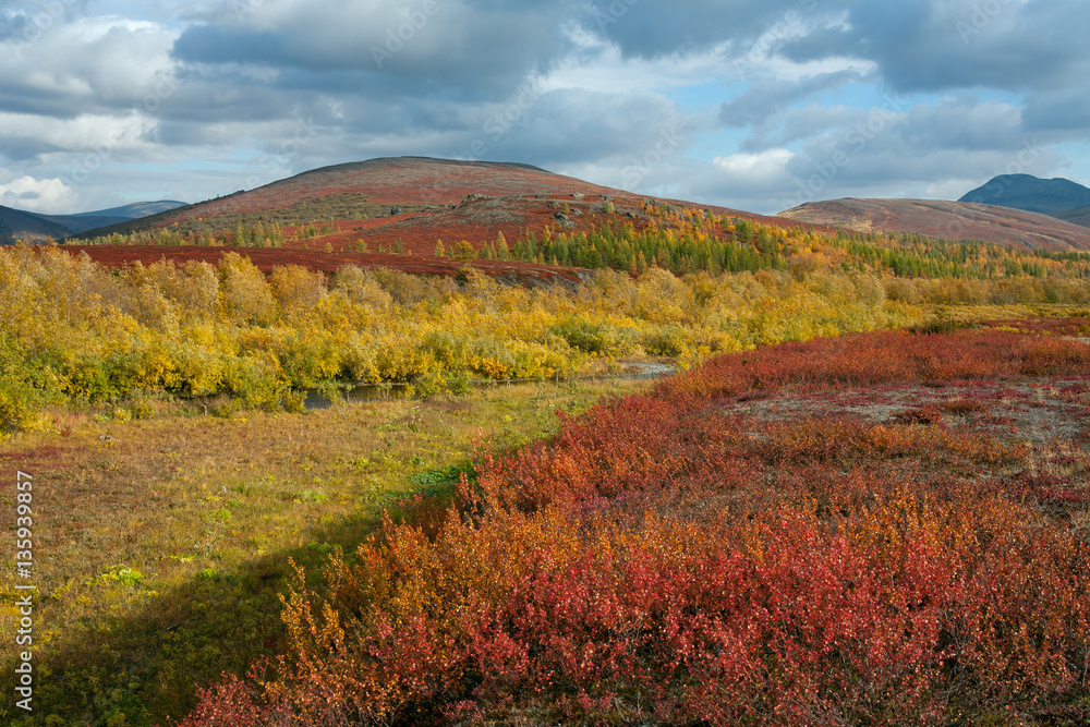 Bright colors of autumn in the mountains. Polar Urals. Russia.