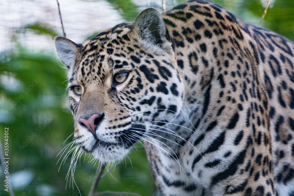 Obraz premium Jaguar