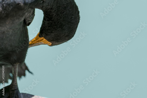 Cape Comorant Black Sea Bird Blue Eyes Marine Ocean Acquatic photo