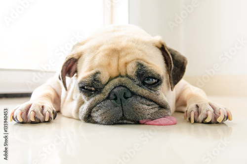 Bild auf Leinwand Funny Sleepy Pug Dog with gum in the eye sleep rest on floor.