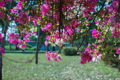 beautiful  Bougainvillea flowers  in summer outdoor