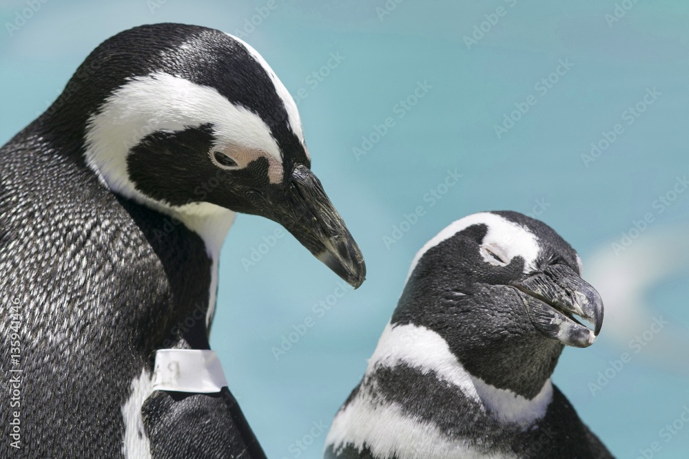 Obraz premium penguin bird sea ocean marine close up ocean