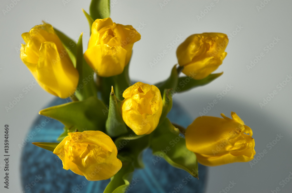 yellow tulips yellow tulips