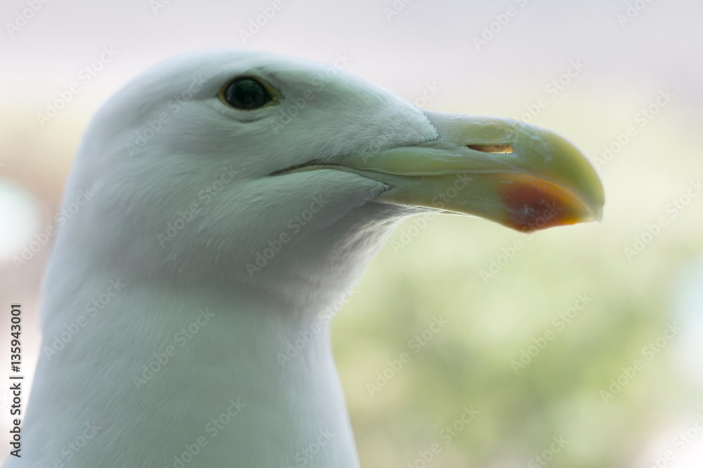 seagull bird sea ocean marine close up ocean seagull bird sea ocean marine close up ocean