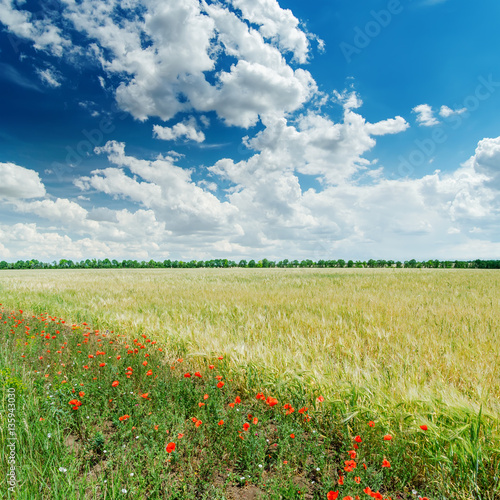 clouds in deep blue sky and green agricultural field with poppie