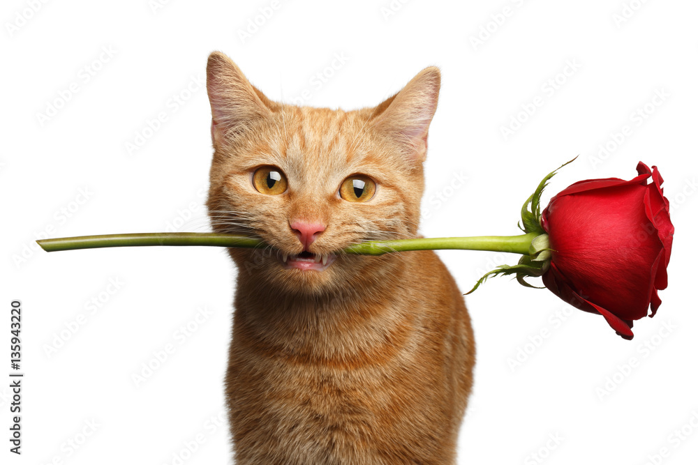 Naklejka premium Close-up Portrait of Ginger Cat Lover Brought Flower as a gift in Mouth with smile isolated on white background, front view