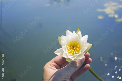 Lotus in Hand
